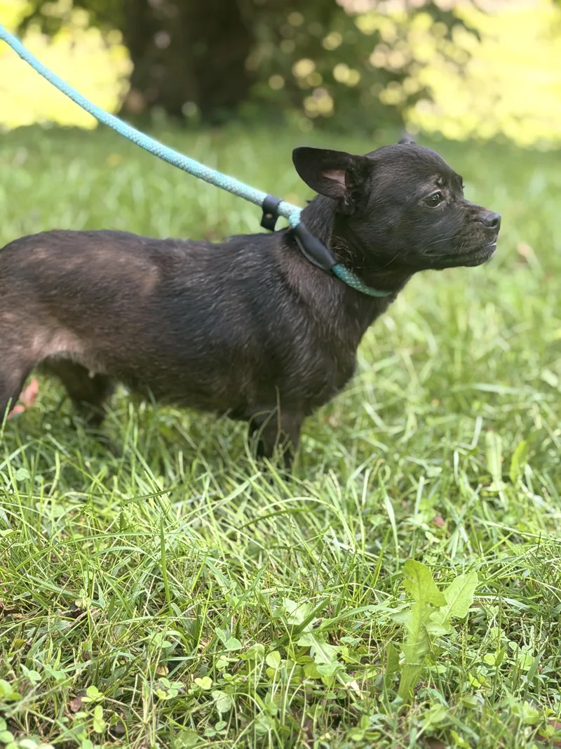 A baby small-sized female Boston Terrier dog named Churro for adoption in Gradyville, KY