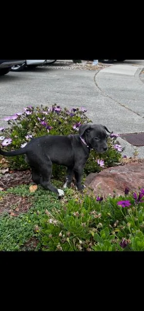 A baby medium-sized female Staffordshire Bull Terrier dog named April for adoption in Lodi, CA