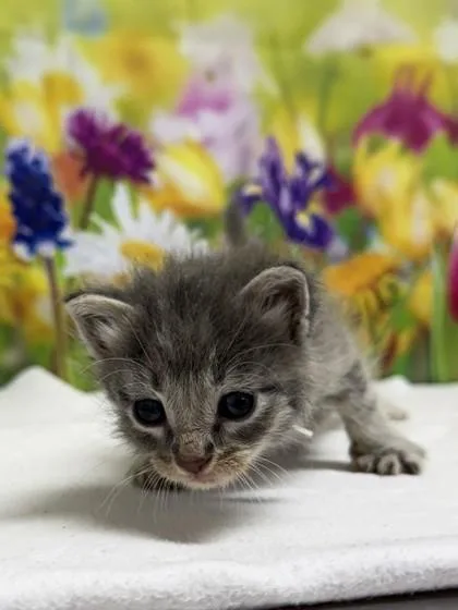 A baby small-sized male Domestic Short Hair cat named Soy for adoption in San Antonio, TX