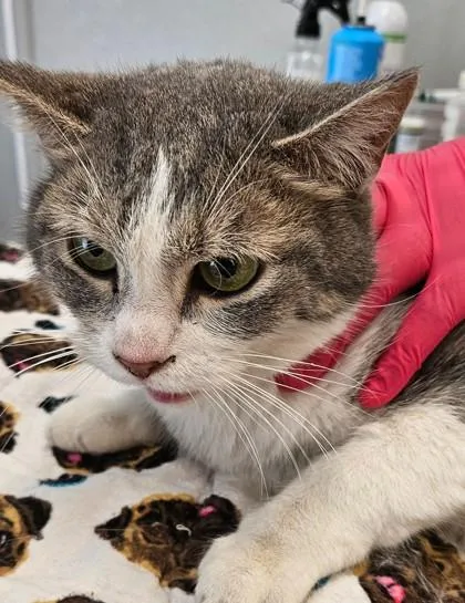An adult medium-sized female Domestic Short Hair cat named Miss Purrfect for adoption in Lafayette, IN