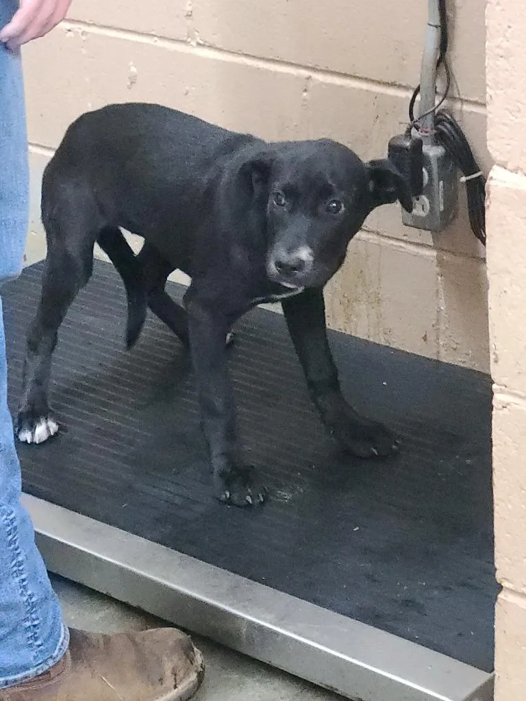 A baby medium-sized female Labrador Retriever dog named Lily for adoption in Swainsboro, GA