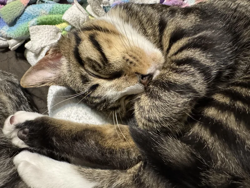 A young medium-sized male Tabby (Brown / Chocolate) Tabby cat named Newt for adoption in Parker, TX