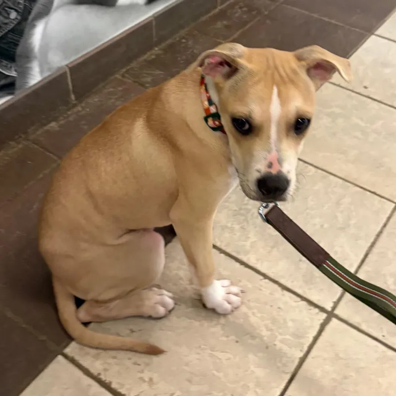 A young small-sized female Yellow / Tan / Blond / Fawn Mixed Breed dog named Straymitchellroadschatulgaroad for adoption in Columbus, GA