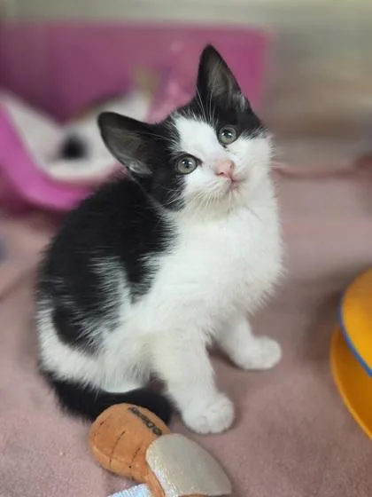 A baby small-sized female Domestic Short Hair cat named Blue for adoption in Westland, MI