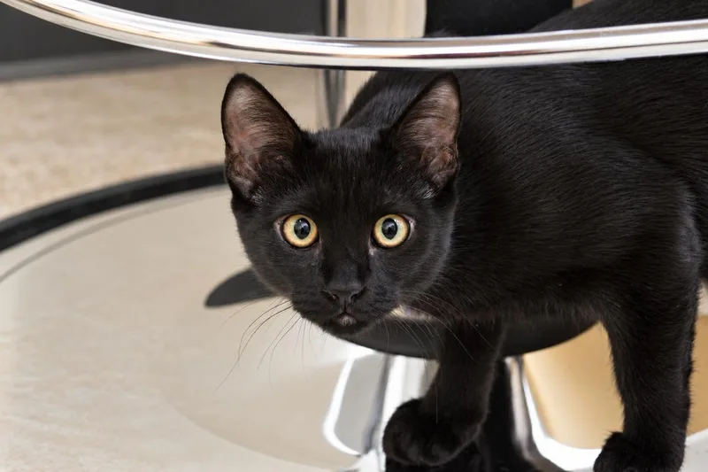 A young medium-sized female Black Domestic Short Hair cat named Olive for adoption in Los Angeles, CA