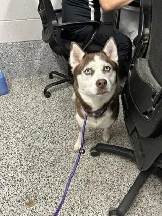 An adult large-sized female Husky dog named Layla for adoption in West Chester, PA