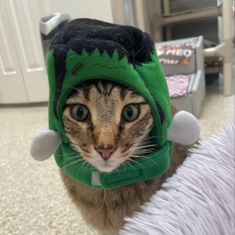 Jinksies thumbnail 4