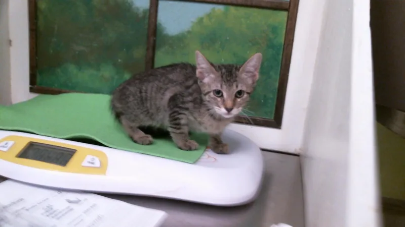 A baby small-sized female Domestic Short Hair cat named Runner for adoption in Houston, TX
