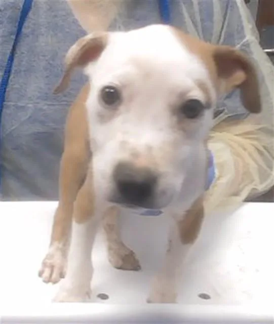 A baby large-sized female Pit Bull Terrier dog named Brienne for adoption in Phoenix, AZ