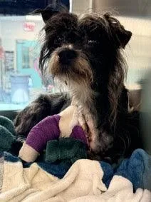 A young small-sized female Black Terrier dog named Maybella for adoption in New York, NY