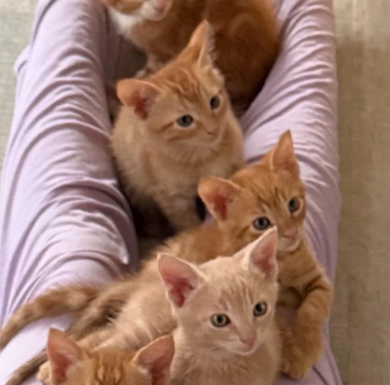 A baby medium-sized male Domestic Short Hair cat named Koa for adoption in San Pedro, CA