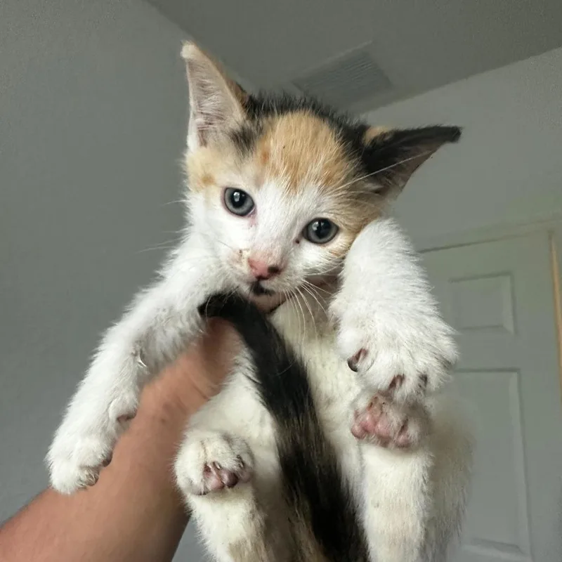 A baby medium-sized female Calico cat named Margarita for adoption in miami, FL