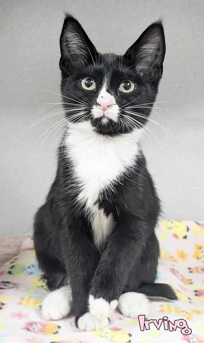 A baby small-sized male Domestic Short Hair cat named Irving for adoption in Mason, MI