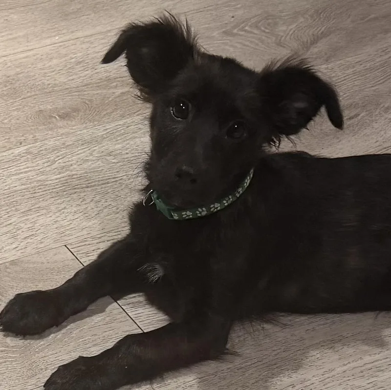 A baby small-sized male Brindle Spaniel dog named Teddy for adoption in Carmel, NY