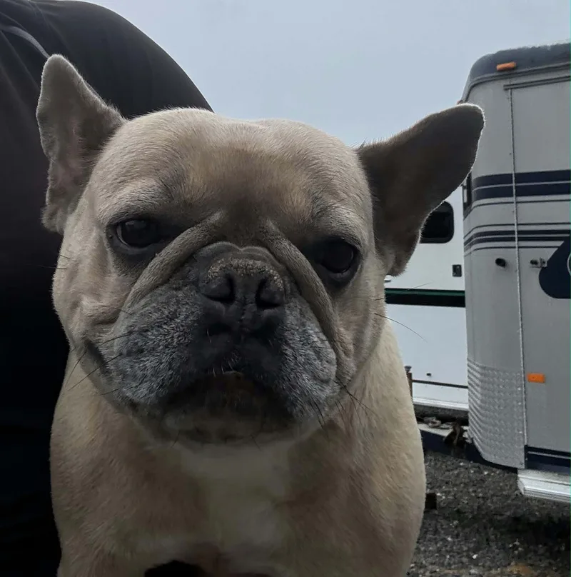 An adult medium-sized female French Bulldog dog named Calliope for adoption in Havertown, PA