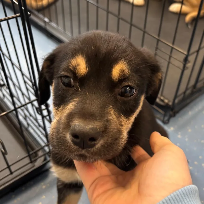 Cerberus thumbnail 2