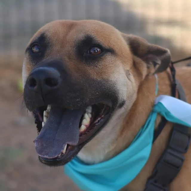 An adult large-sized male Black Mouth Cur dog named Tank for adoption in San Antonio, TX