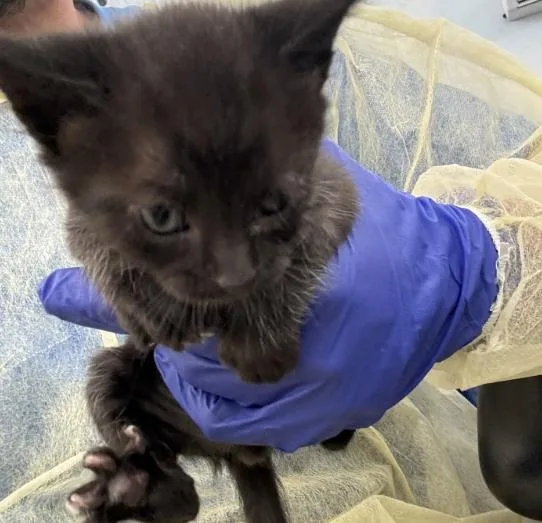 A baby medium-sized female Domestic Short Hair cat named Lily for adoption in Dallas, TX