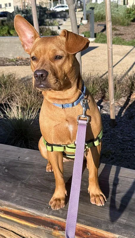 Tina Turner thumbnail 4