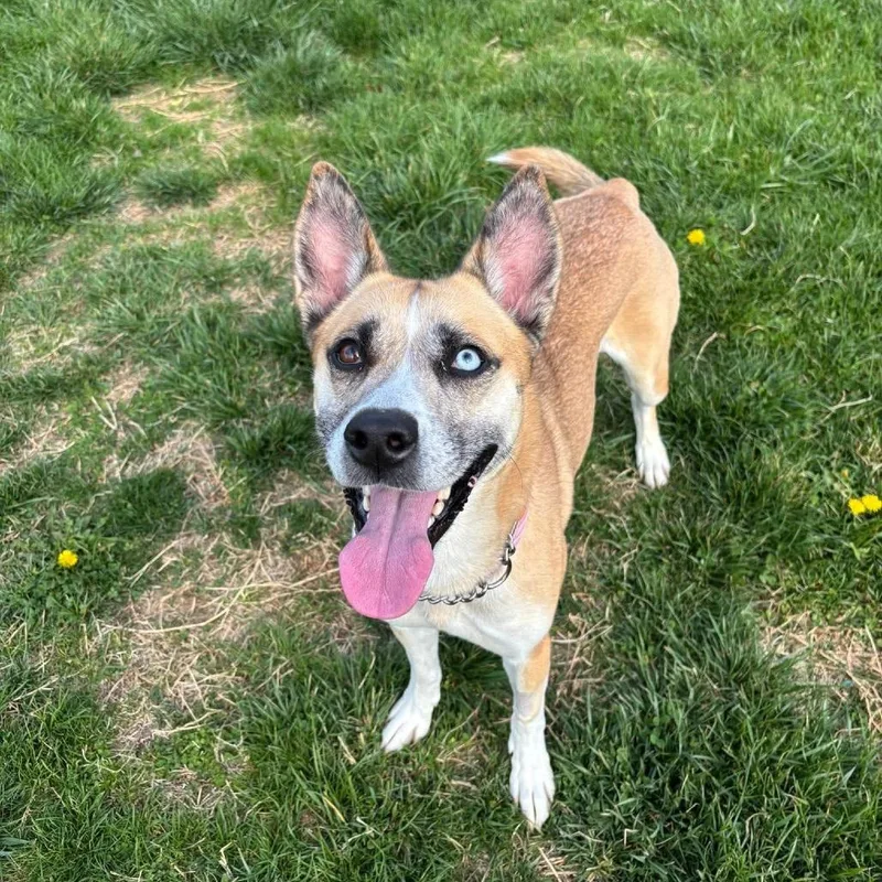 An adult medium-sized female Yellow / Tan / Blond / Fawn Husky dog named Pippin for adoption in Waynesboro, PA