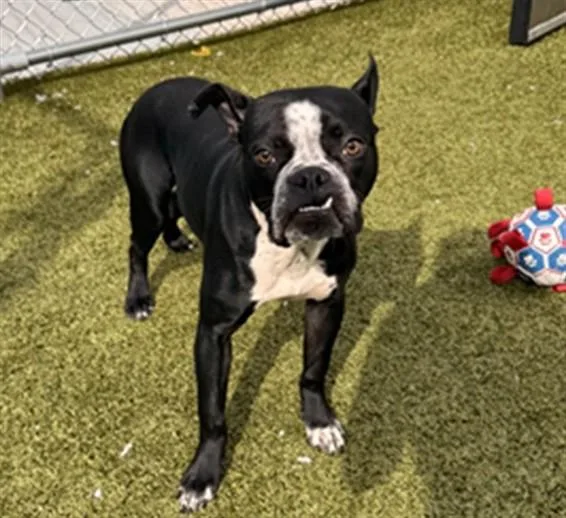 A young medium-sized male Boxer dog named Cool Jay for adoption in Toledo, OH