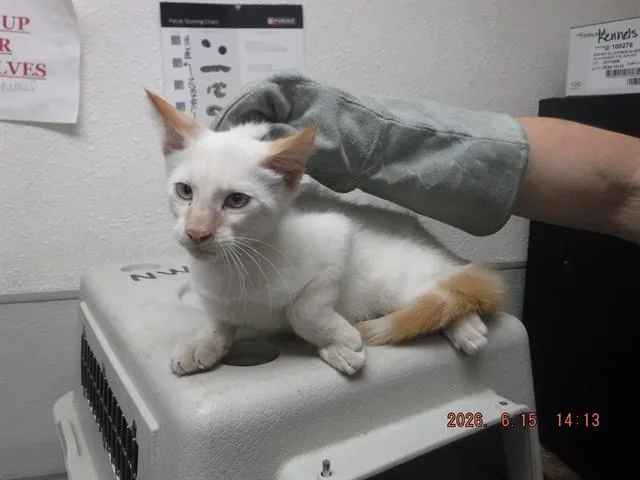 Pharaoh