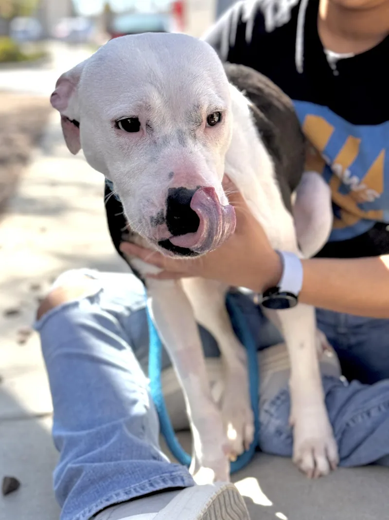 An adult medium-sized female Pit Bull Terrier dog named Jade for adoption in El Paso, TX