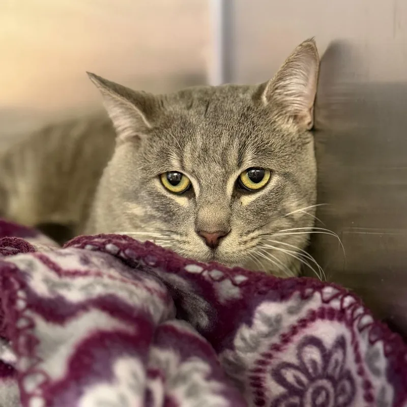 A young large-sized male Gray / Blue / Silver Domestic Short Hair cat named Tabasco for adoption in Fort Smith, AR
