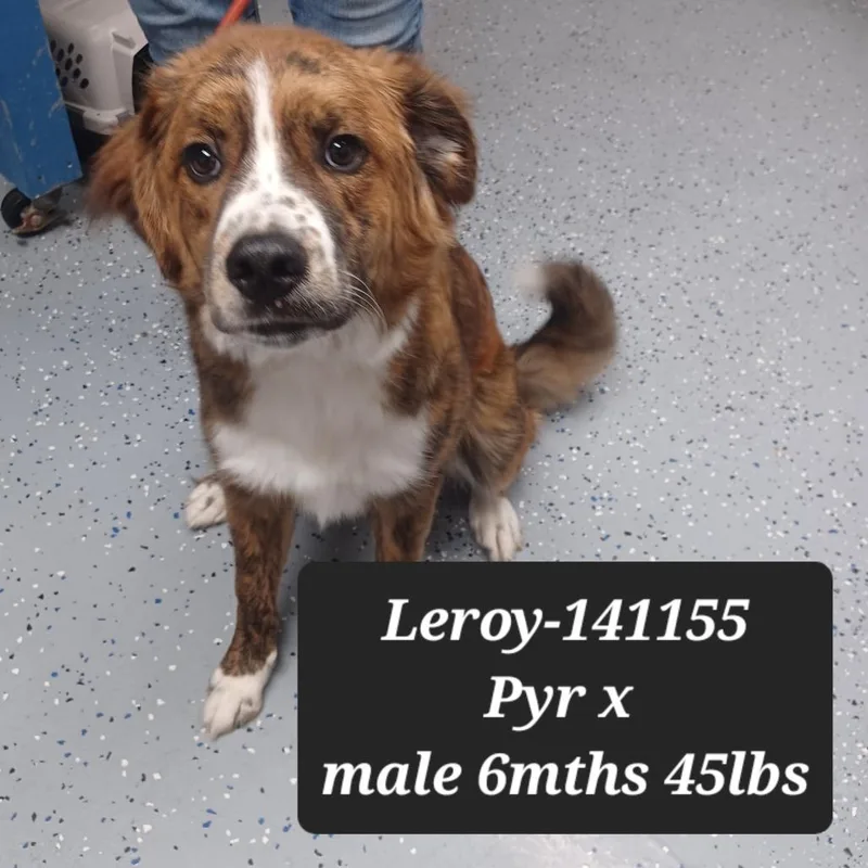 Leroy