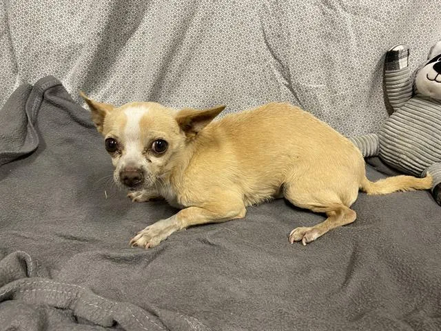 An adult small-sized male Chihuahua dog named Peanut for adoption in Modesto, CA