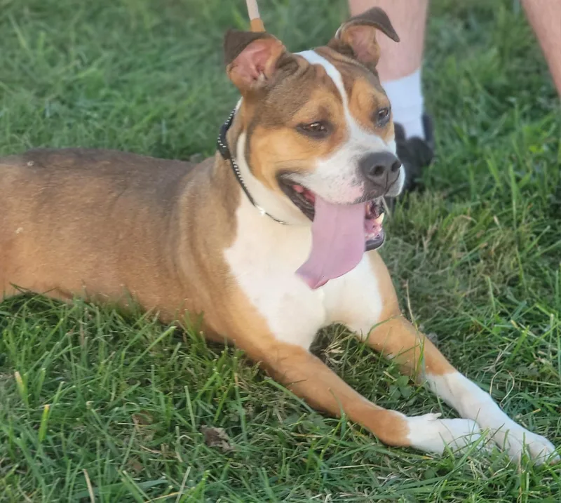 Bebe