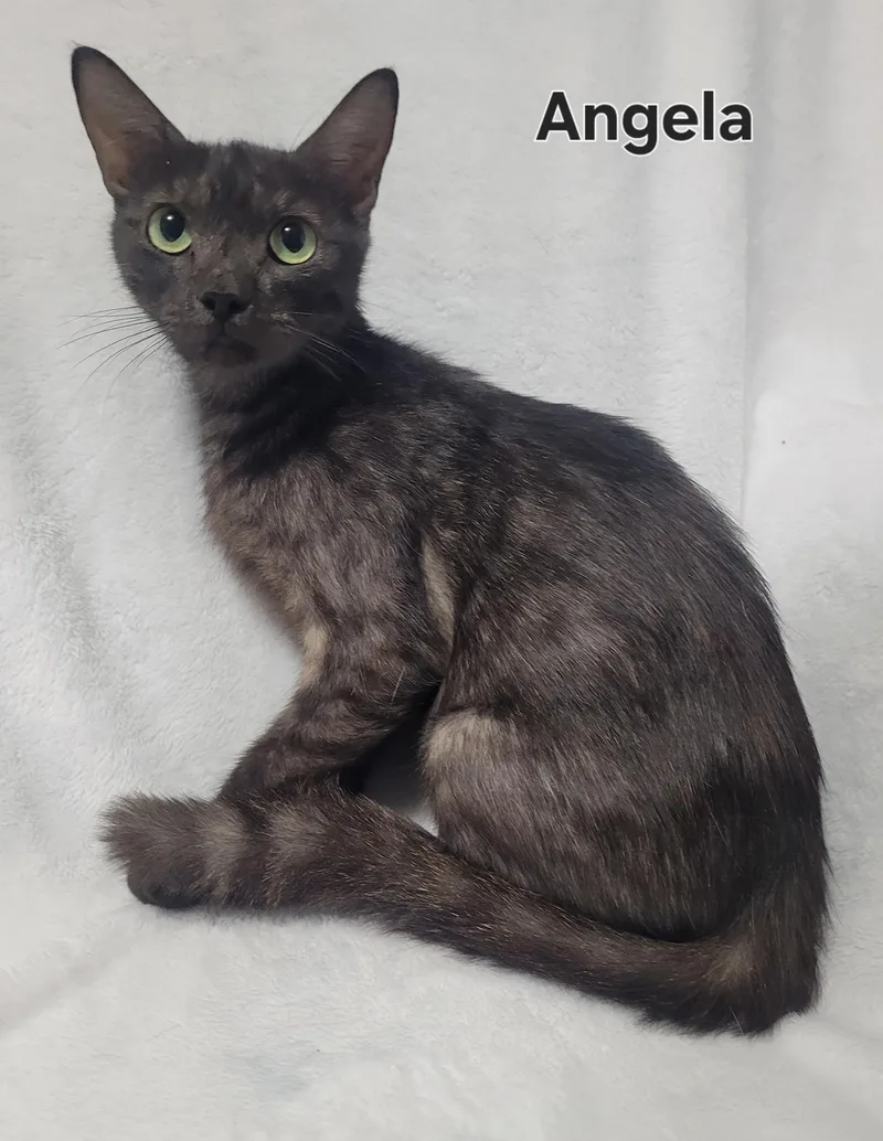An adult medium-sized female Black Domestic Short Hair cat named Angela for adoption in LaPlace, LA