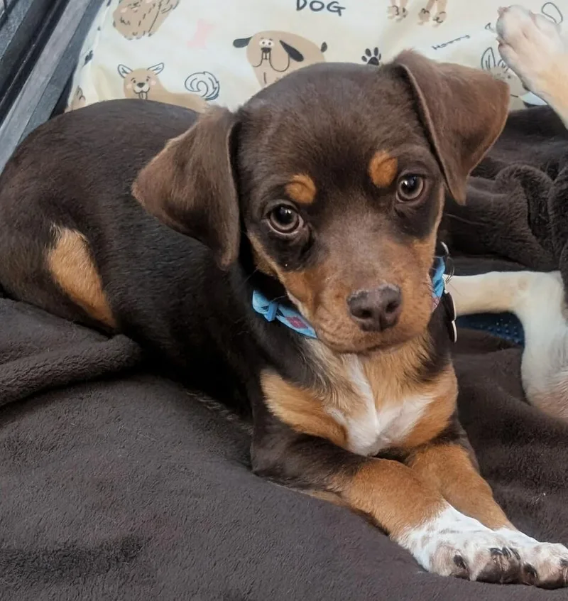 A baby medium-sized female Tricolor (Brown, Black, & White) Mixed Breed dog named Bofur for adoption in Waunakee, WI