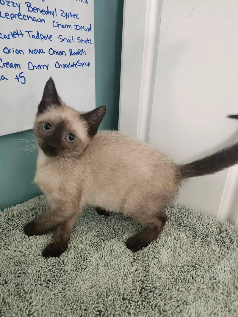 A baby medium-sized male Seal Point Domestic Short Hair cat named Finnigan for adoption in Cosby, TN