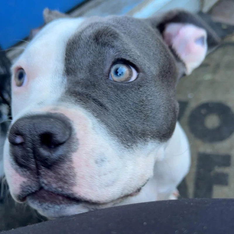 An adult small-sized female Gray / Blue / Silver Pit Bull Terrier dog named Diamond  Home to for adoption in South Elgin, IL
