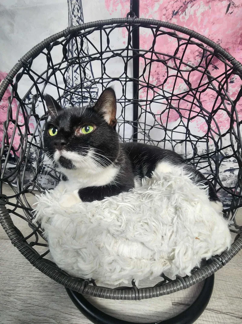 Daffodil thumbnail 2