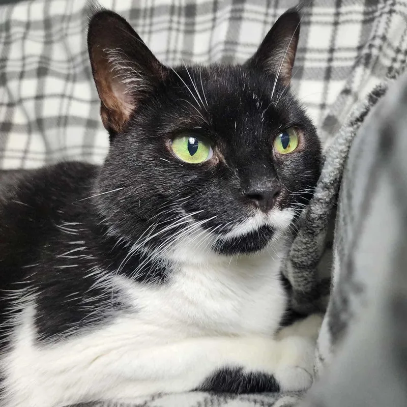 Daffodil thumbnail 3