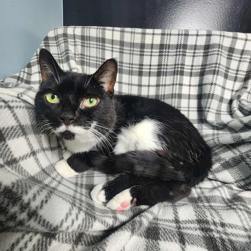 Daffodil thumbnail 4