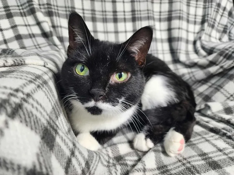 Daffodil thumbnail 5