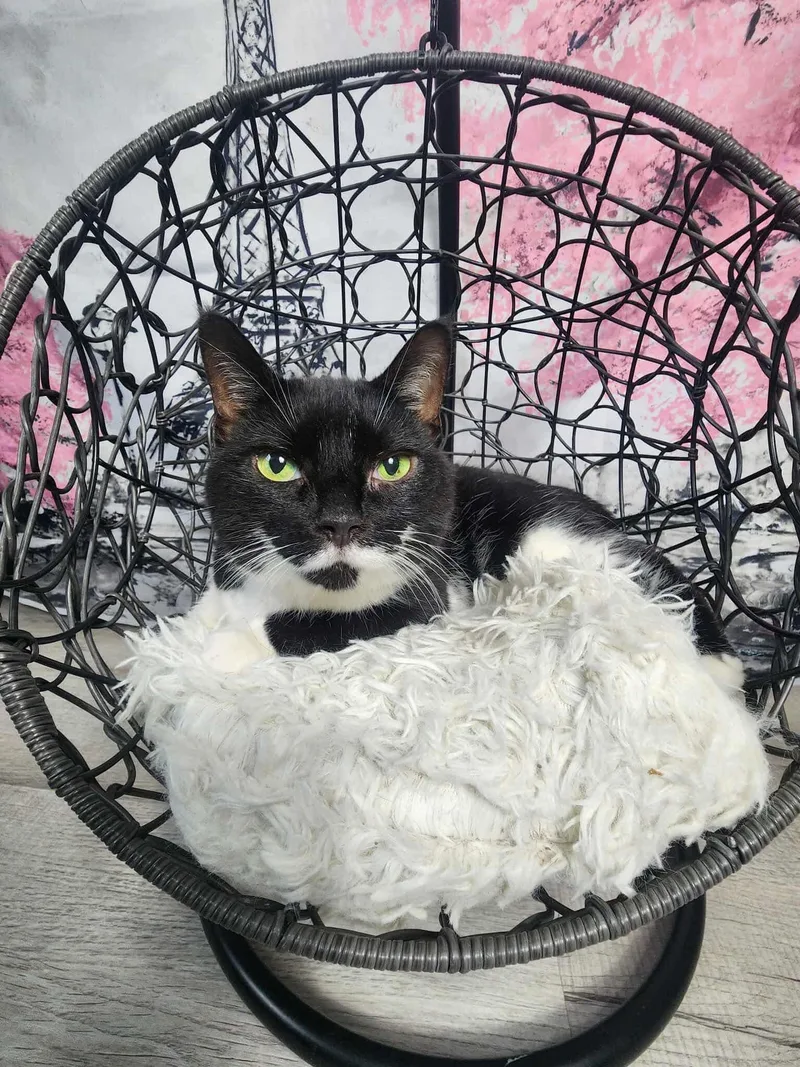 Daffodil thumbnail 6