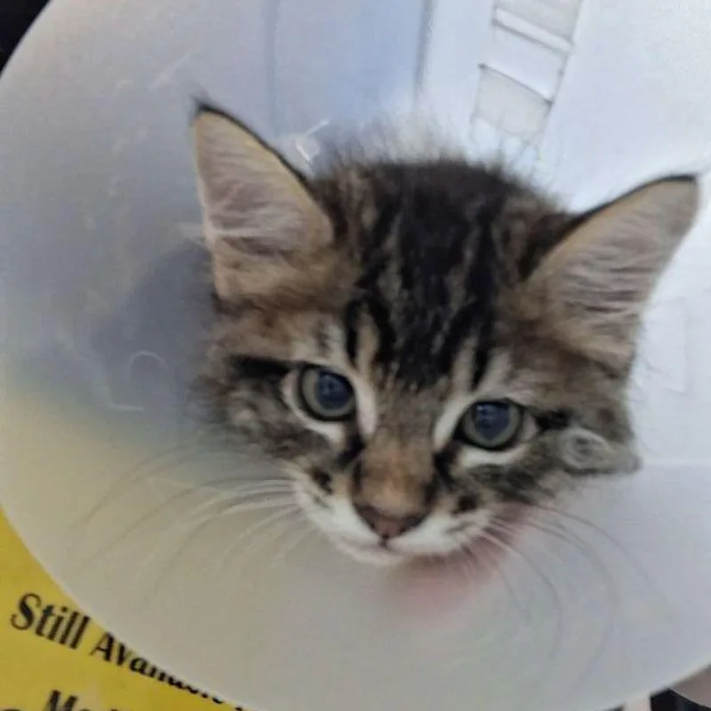 A young medium-sized male Domestic Short Hair cat named Orion for adoption in Lake Havasu City, AZ