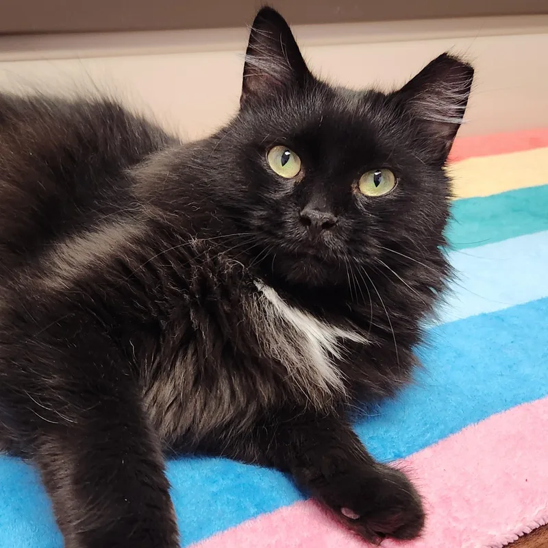 An adult large-sized male Domestic Long Hair cat named Tux for adoption in Marshfield, WI
