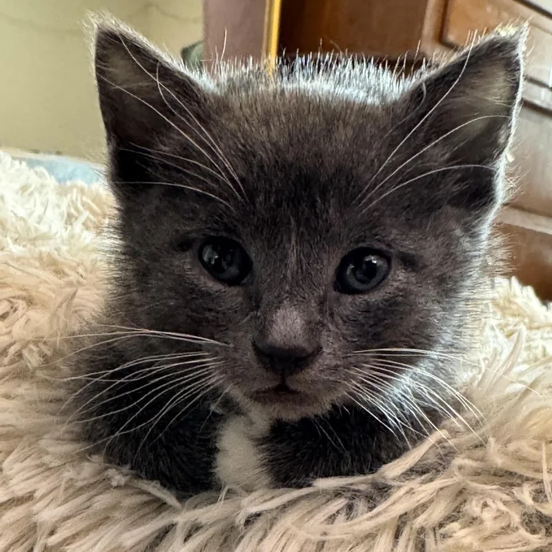 A baby small-sized male Gray / Blue / Silver Domestic Short Hair cat named Jack for adoption in Kyle, TX