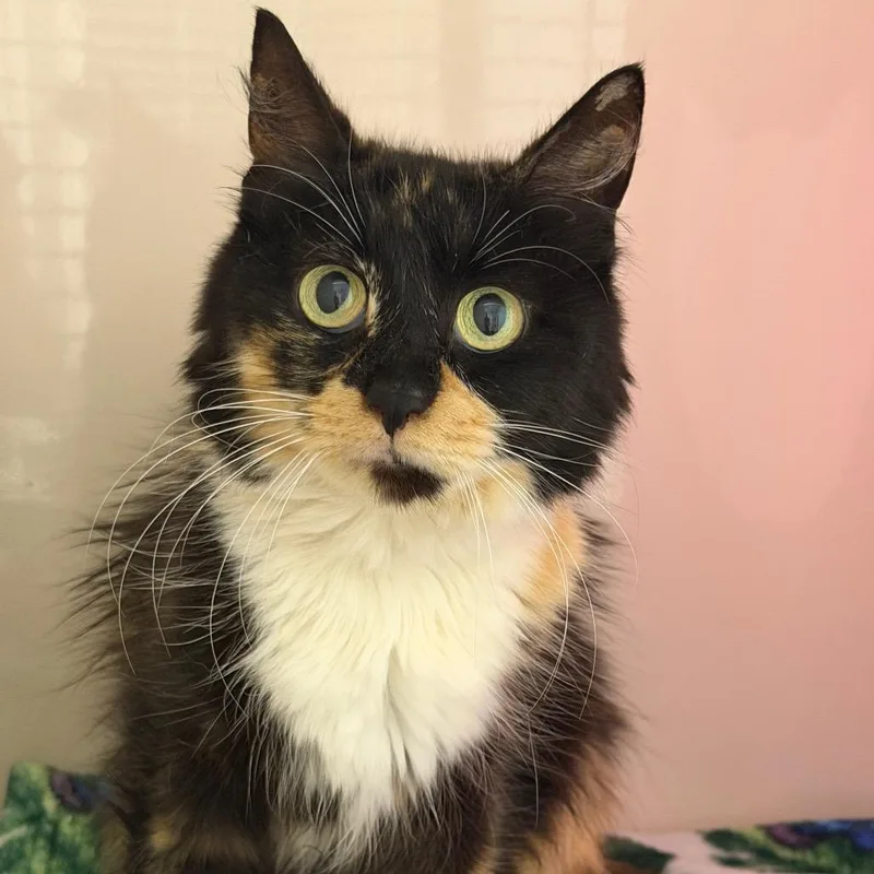 An adult medium-sized female Domestic Medium Hair cat named Sunset for adoption in Watertown, NY