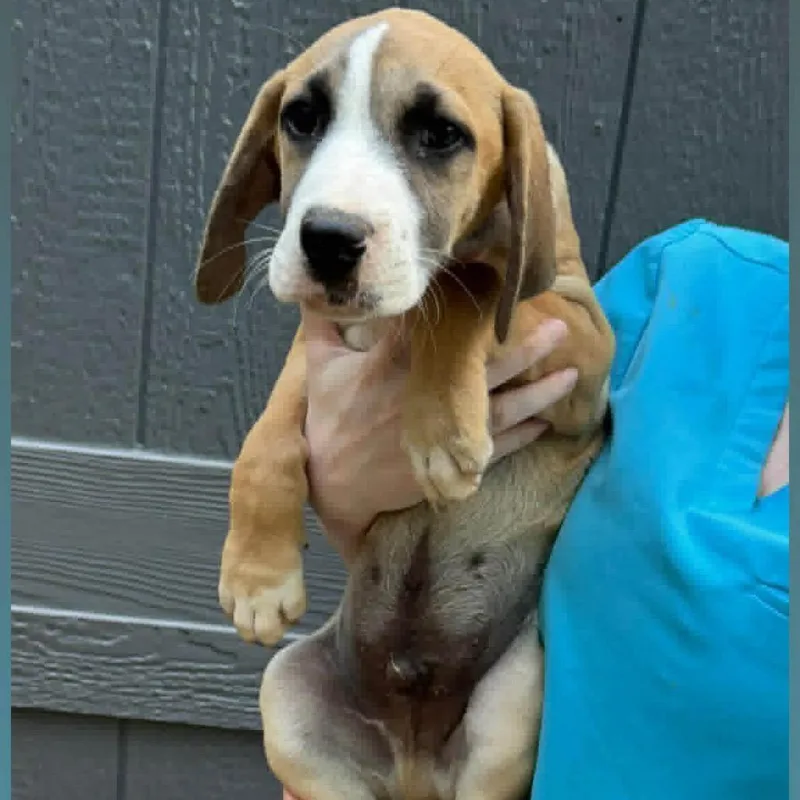A baby medium-sized male Brown / Chocolate Mixed Breed dog named Jones for adoption in Austin, TX