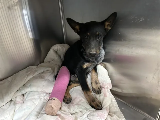 A baby medium-sized male German Shepherd Dog dog named Michael for adoption in Lancaster, CA