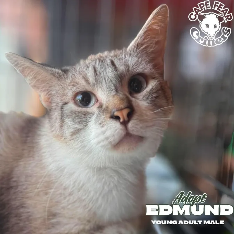 A young small-sized male Domestic Short Hair cat named Edmond for adoption in Wilmington, NC