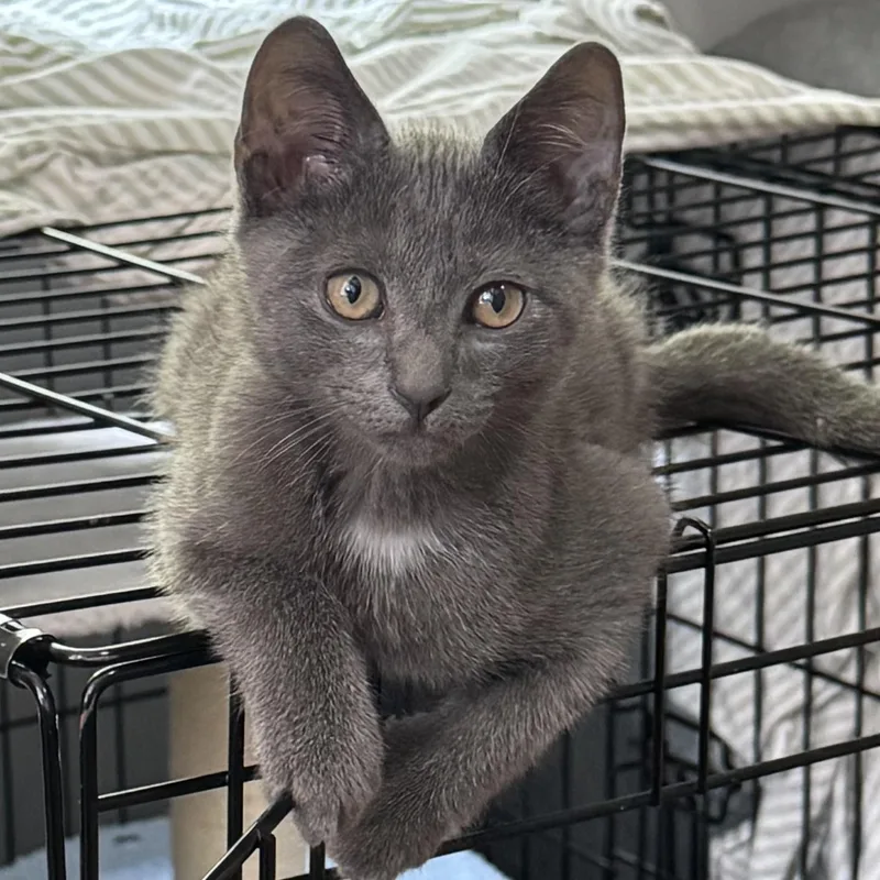 A baby medium-sized male Domestic Short Hair cat named Earl for adoption in Columbia, SC
