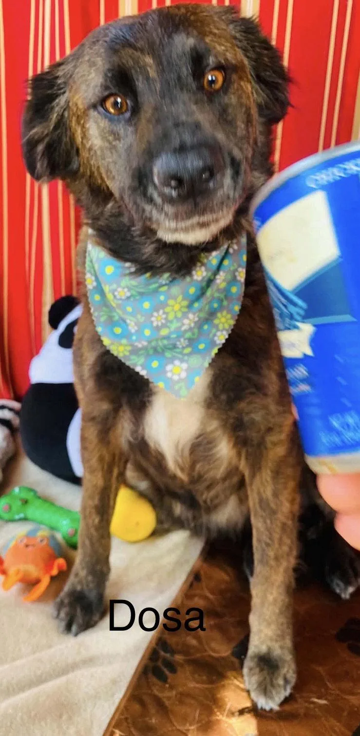 An adult medium-sized female Shepherd dog named Dosa for adoption in Fallbrook, CA