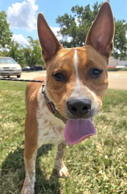 An adult large-sized male Australian Cattle Dog / Blue Heeler dog named Whomper for adoption in Olivette, MO